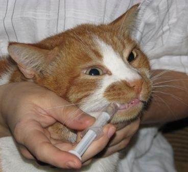 Сопли у кошки или кота
