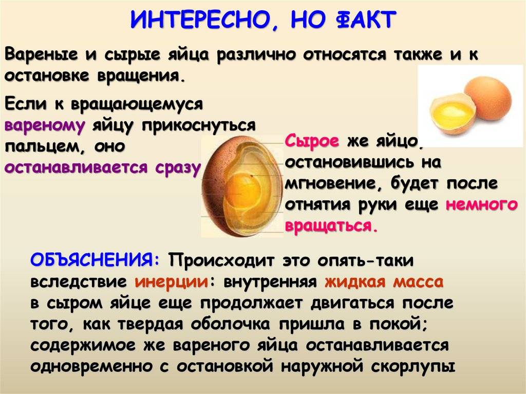Чем кормить домашних крыс. список разрешенных и запретных продуктов