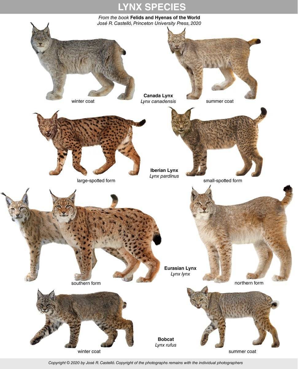 Виды кошачьих окрасов с фотографиями и названиями: какого цвета бывает шерсть у кошек?