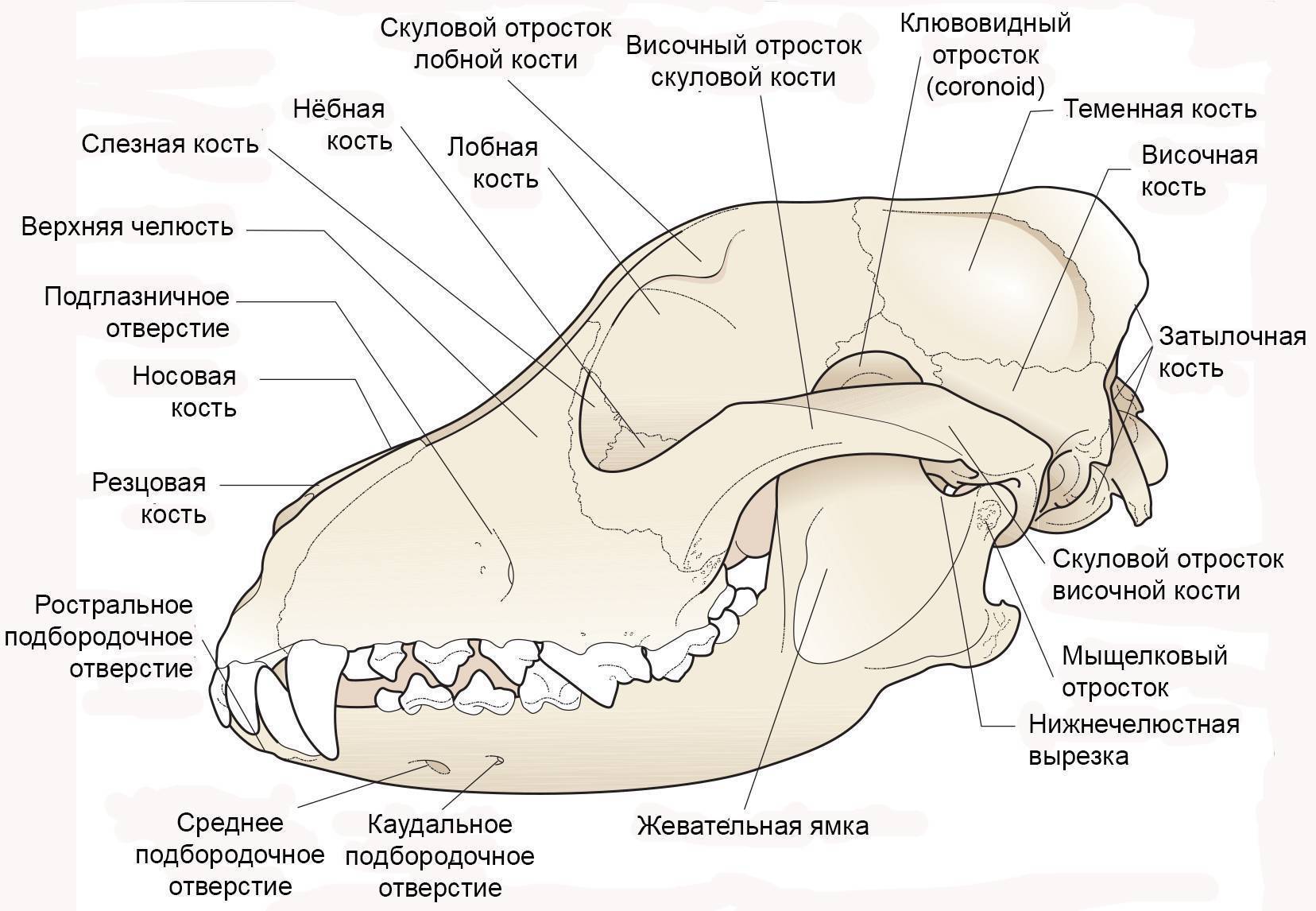 Схема строение черепа млекопитающих