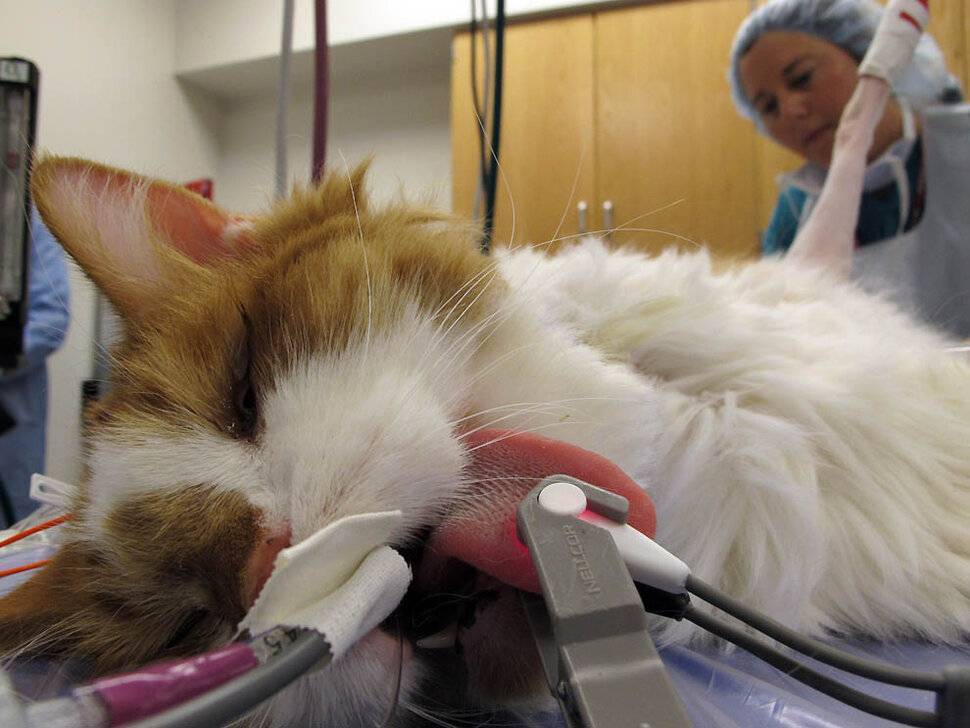 Стерилизация кошки операция. Когда кастрируют котят в каком