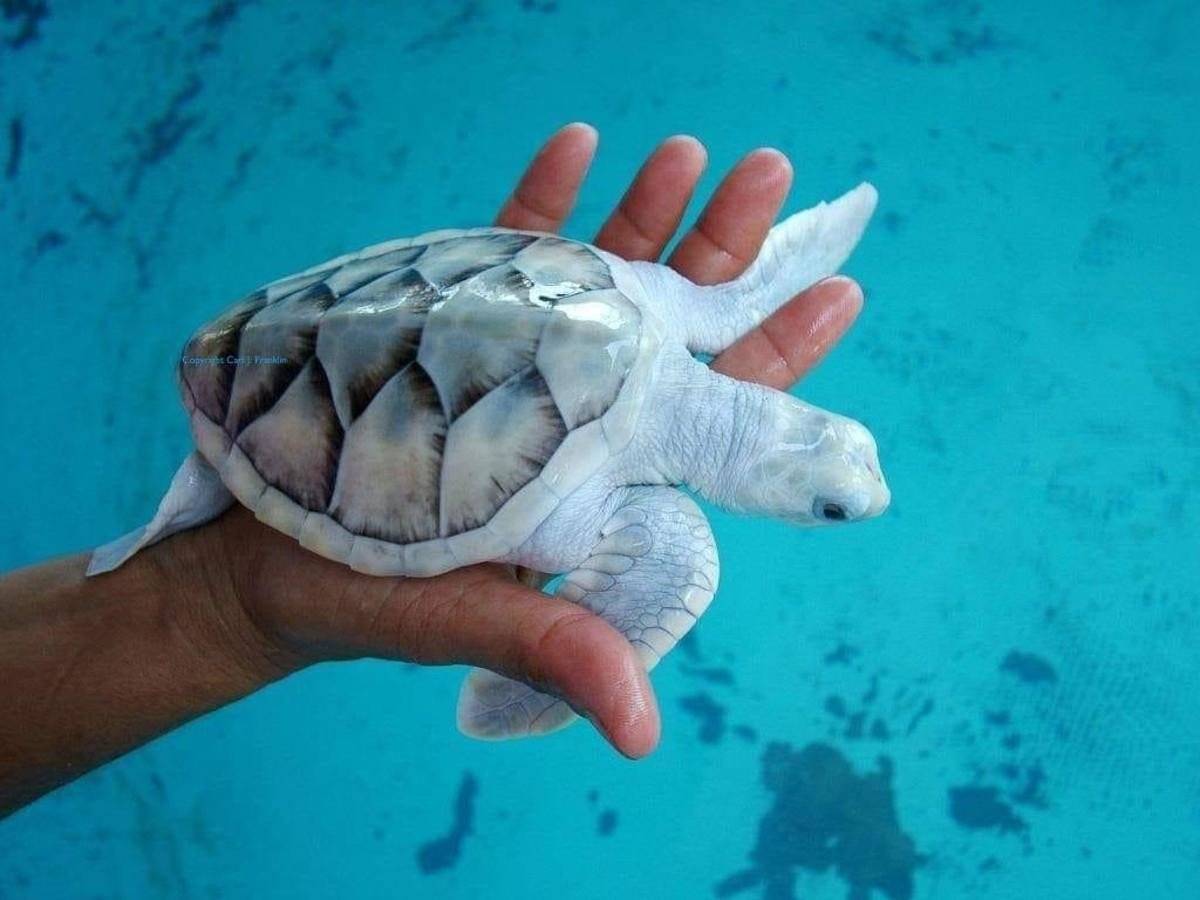 Черепаха редкие виды. Морская черепаха. Свинорылая черепаха. Реюньонская гигантская черепаха. Необычные черепахи.