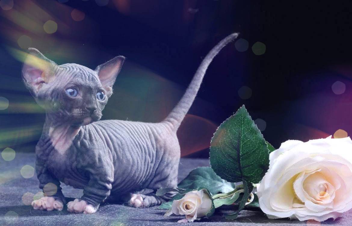 Редкие породы кошек с фотографиями и названиями: обзор пород с описаниями