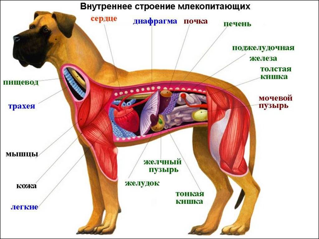 Наука о внешнем строении организмов называется. Внутреннее строение собаки скелет. Внутренне строение органов собаки. Внутреннее строение млекопитающих схема. Анатомия собаки внутренние органы.