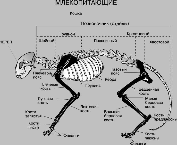 Строение попугая - анатомия попугая