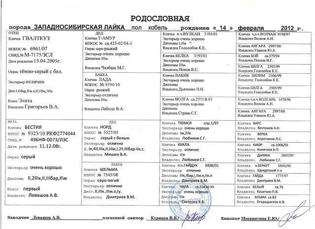 Западно-сибирская лайка: описание породы с фото — pet-mir.ru
