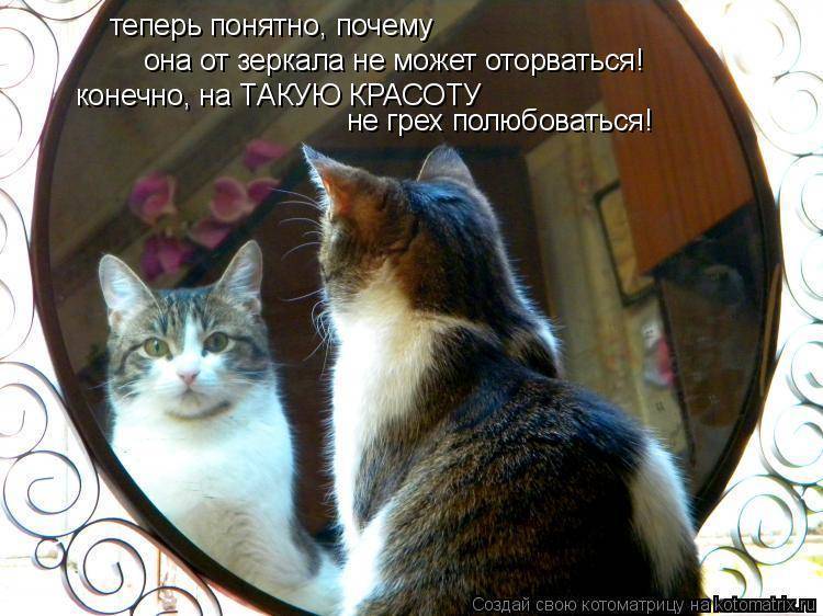 Почему нельзя лизать. Коты и зеркало. Котенок в зеркале. Кот любуется собой в зеркале. Зеркало "котик".