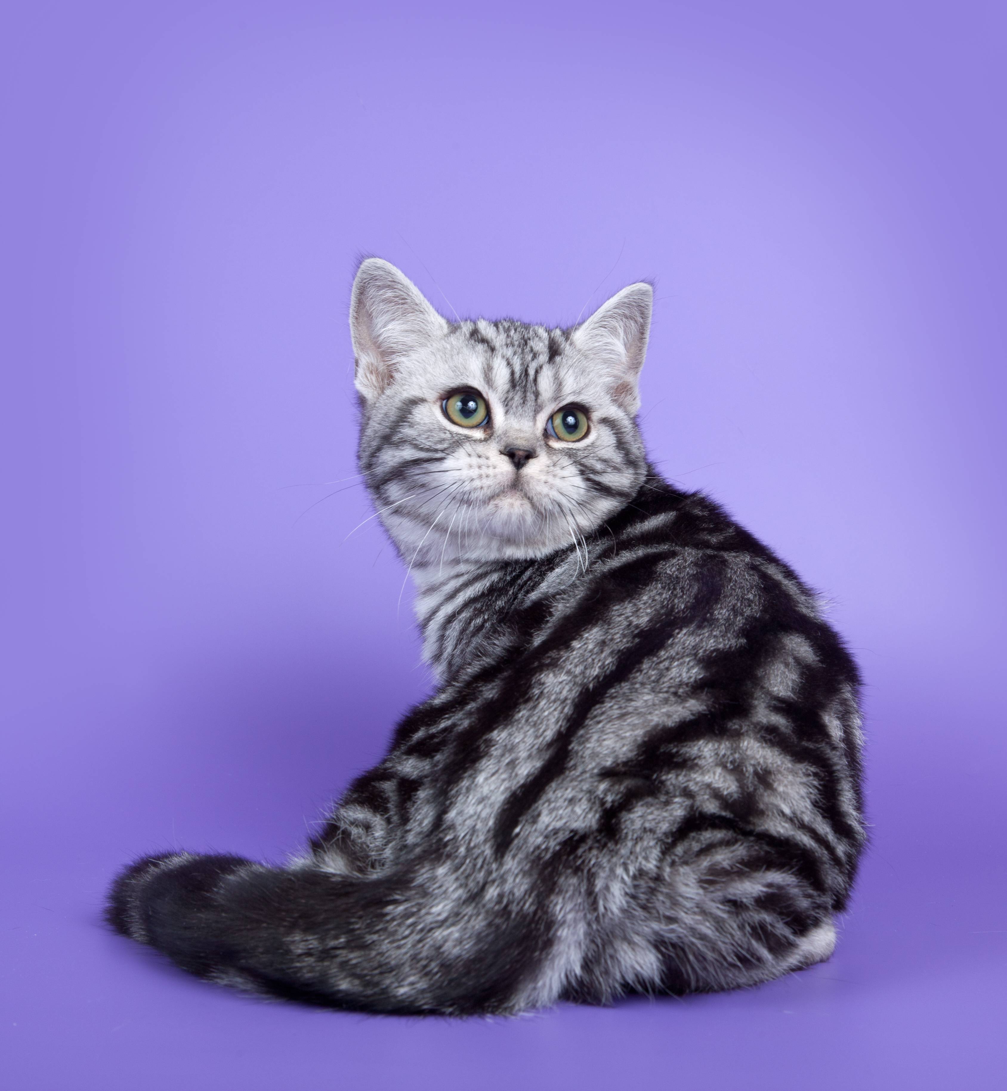 Американская короткошерстная кошка - описание породы и характер