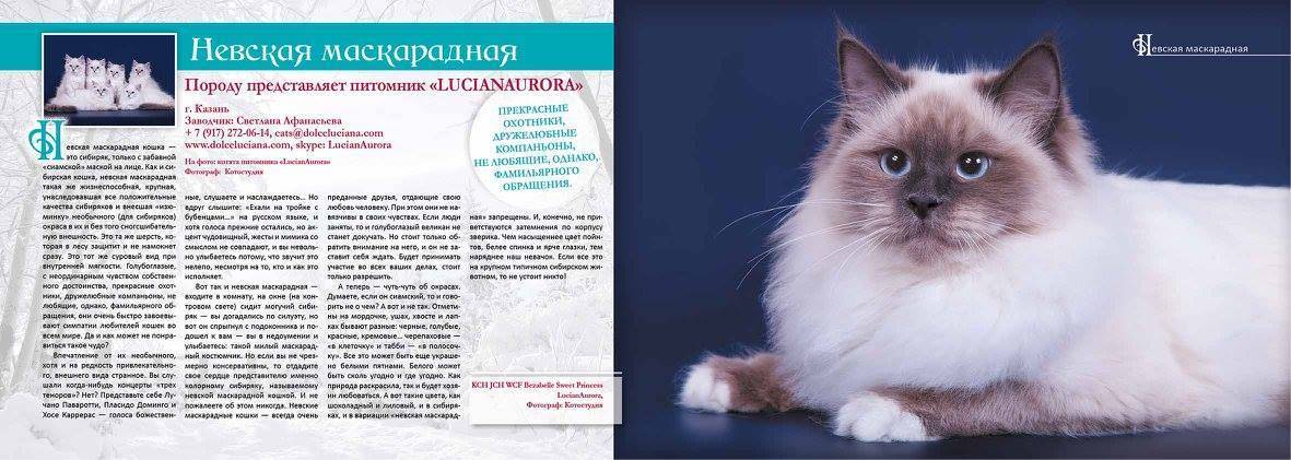 Невская маскарадная кошка: гостья из северной венеции — domovod.guru