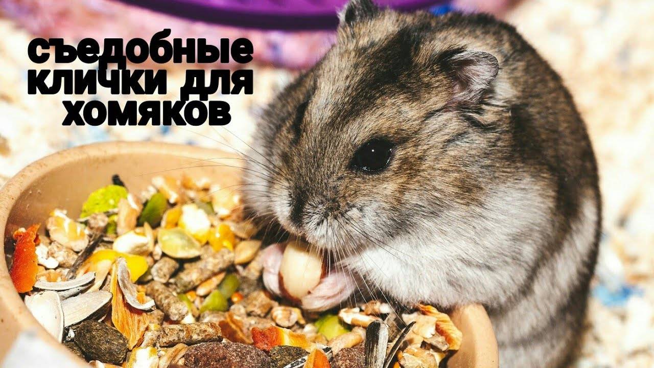 Как звали хомяка. Имя для хомяка. Красивое имя для хомяка. Имена для хомячков мальчика.