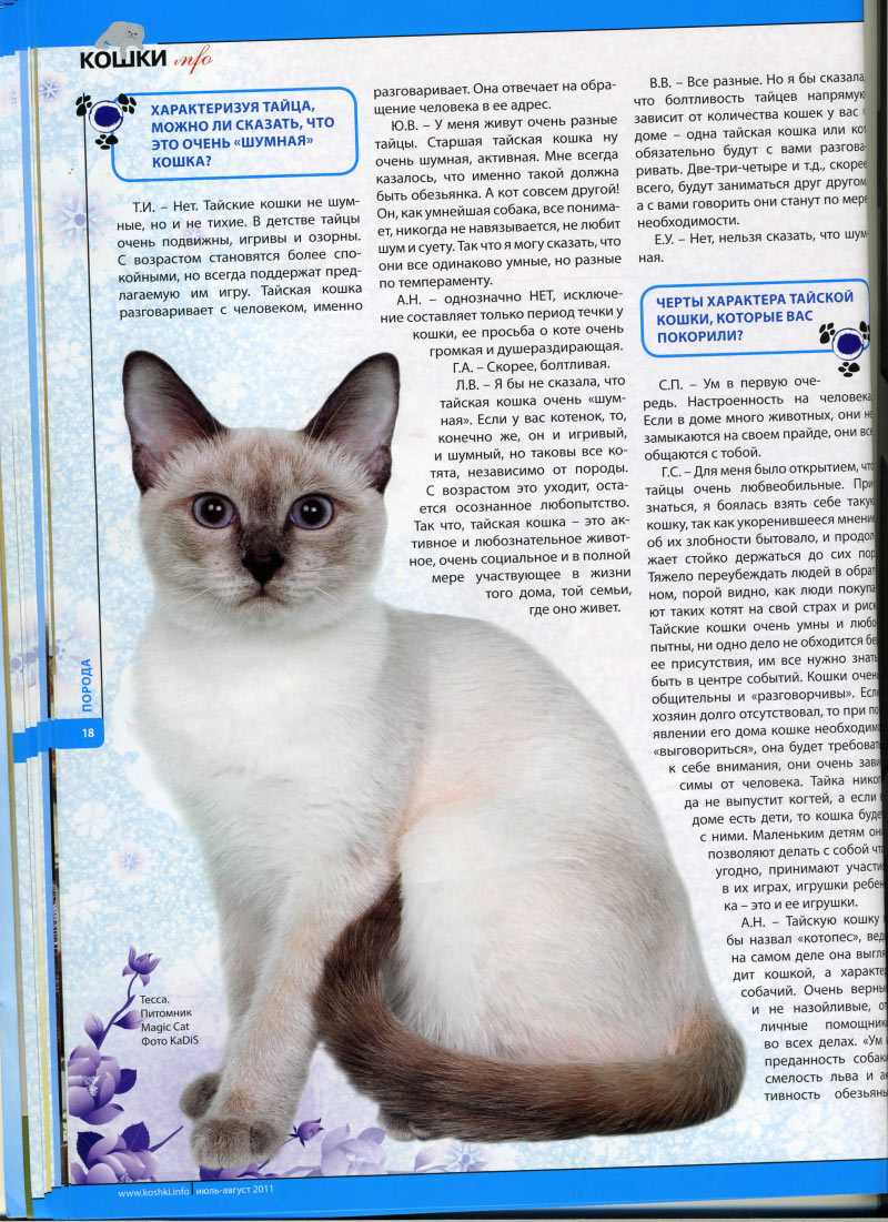 Характер тайской породы кошек