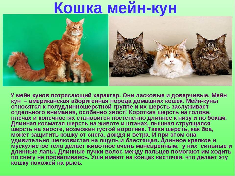 Характеристика кошки мейн кун. Породы домашних кошек. Сообщение о породе кошек. Рассказ о породе кошек. Кошки породы Мейн-кун фото описание.