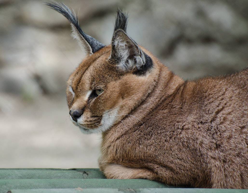 Каракал кошка фото и описание