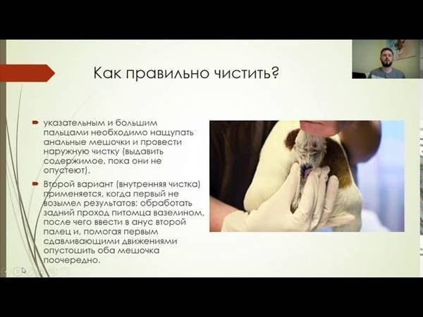 Чистка параанальных желез у собак, заболевания и меры профилактики болезней