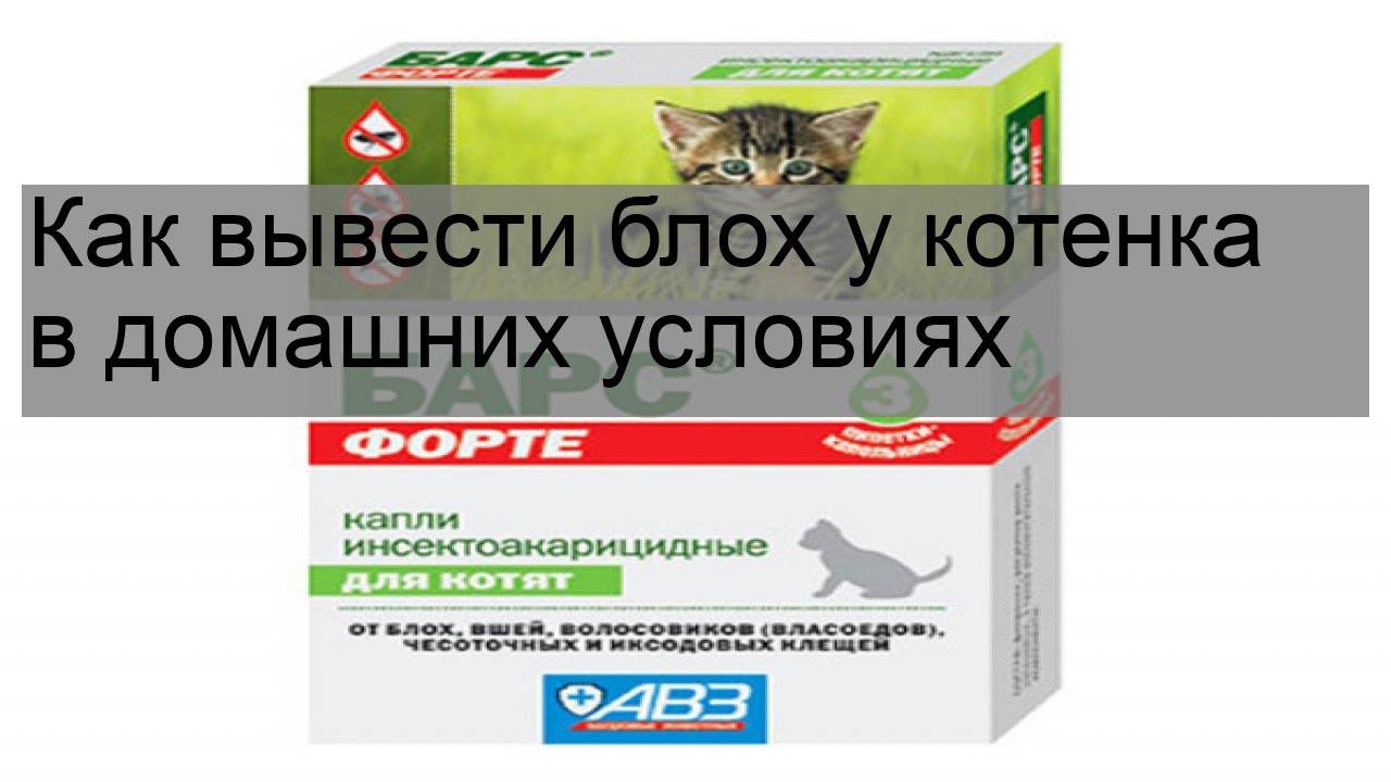 Средства от блох для котят от 3 месяцев: капли и другие препараты