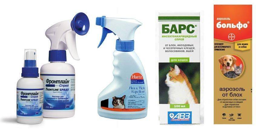 Лучшие капли от блох и клещей для кошек: рейтинг