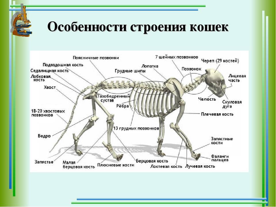 Изучить общий план строения тела млекопитающих котенок