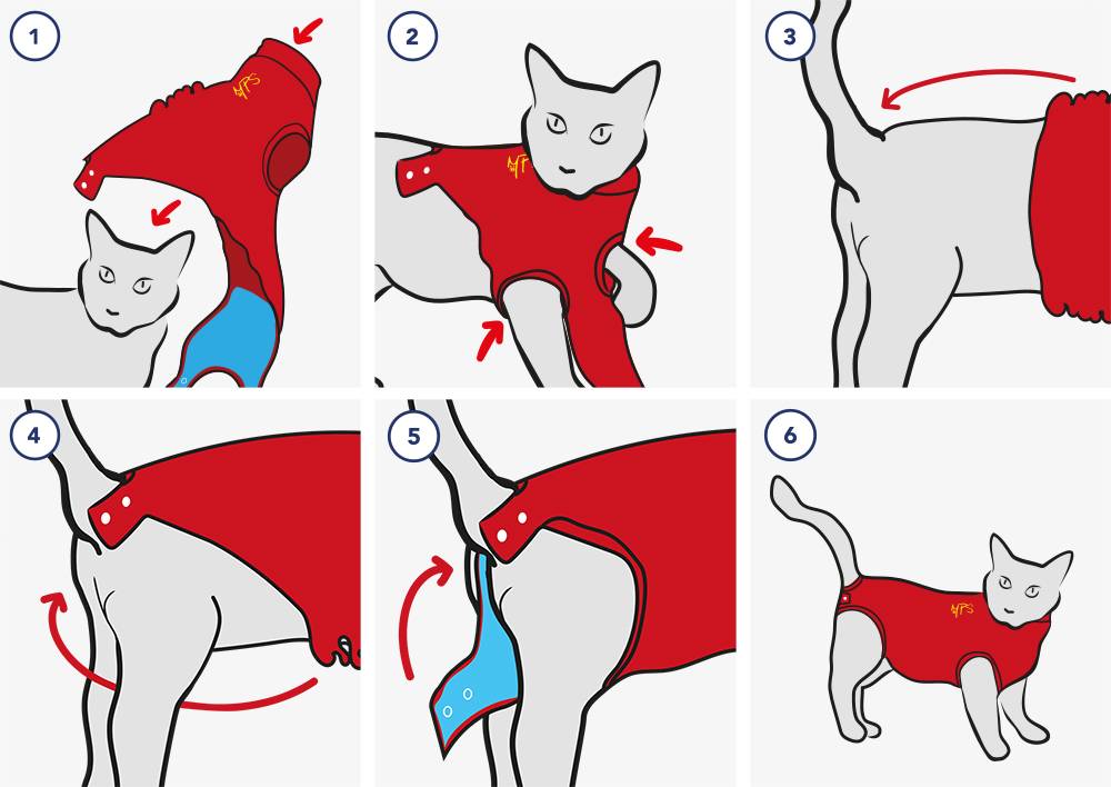 Как завязывать кошку после стерилизации