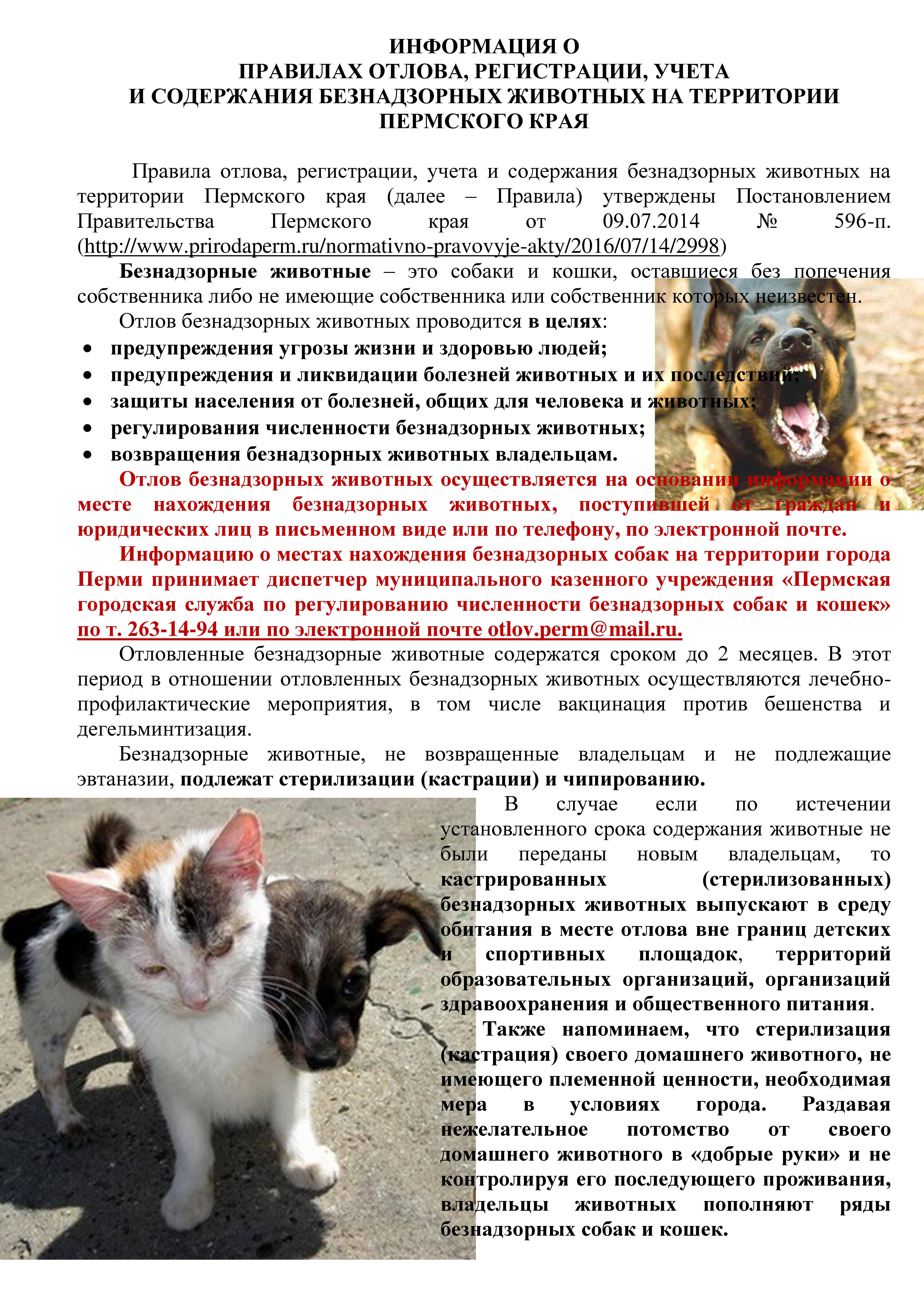ᐉ адаптация кошки в новом доме - ➡ motildazoo.ru