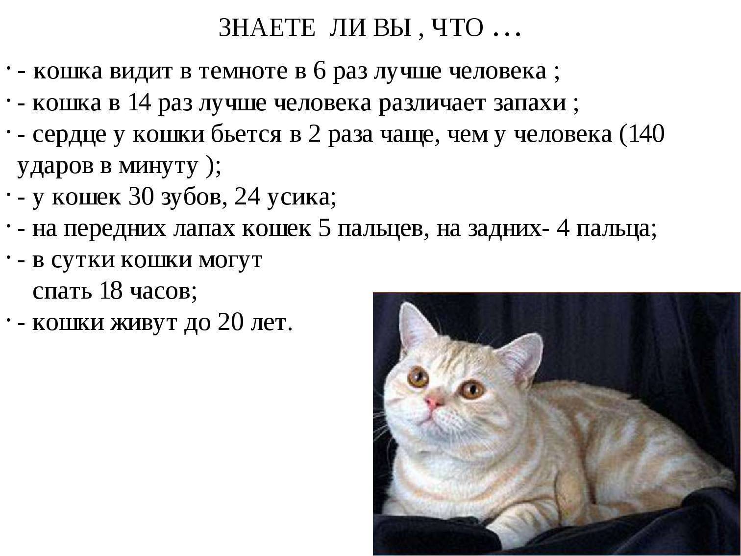 Народные приметы про кошек: к чему умываются, чихают, умирают
