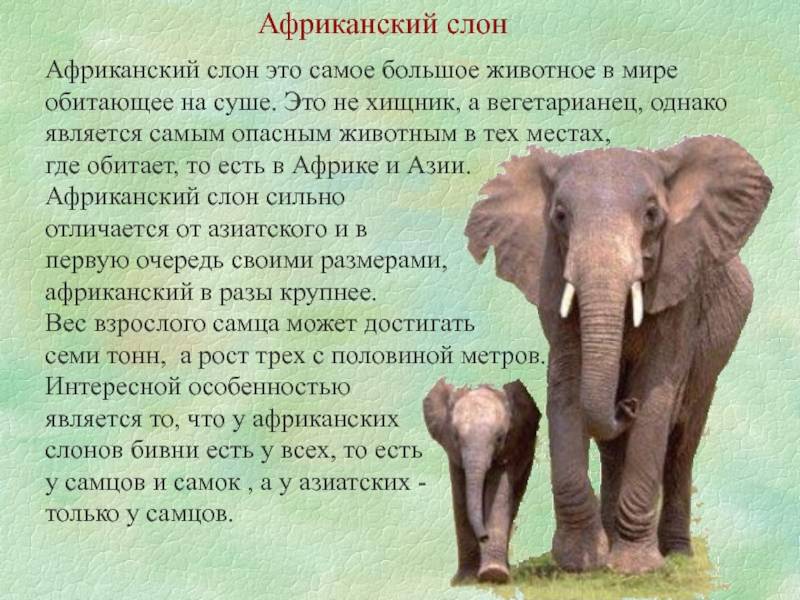 Интересные факты о слонах