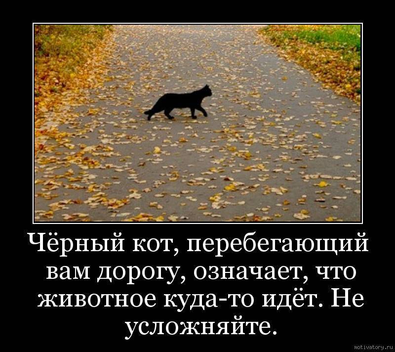 Что значит, если черная кошка перебежала дорогу. черная кошка — приметы