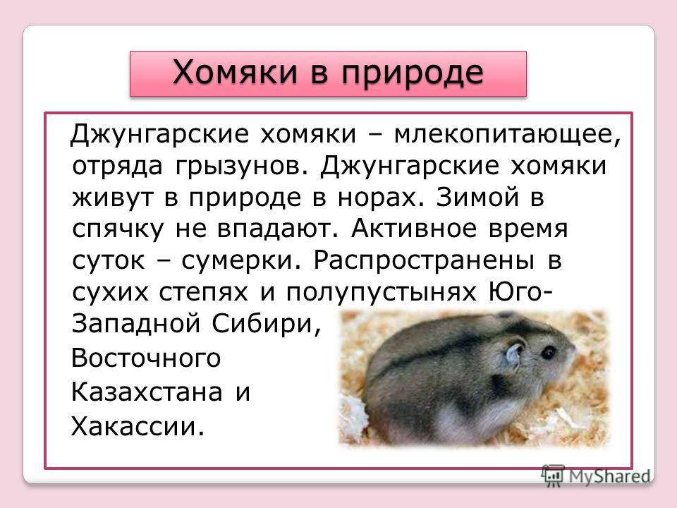 Впадают ли домашние хомяки в спячку: признаки и действия