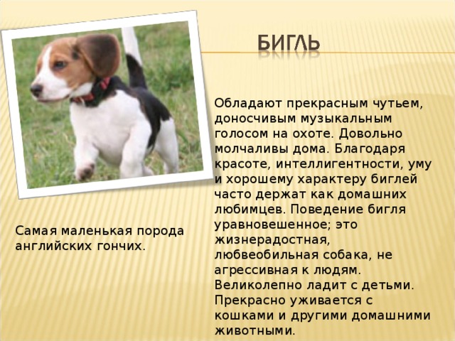 Собака бигль - описание породы и характер