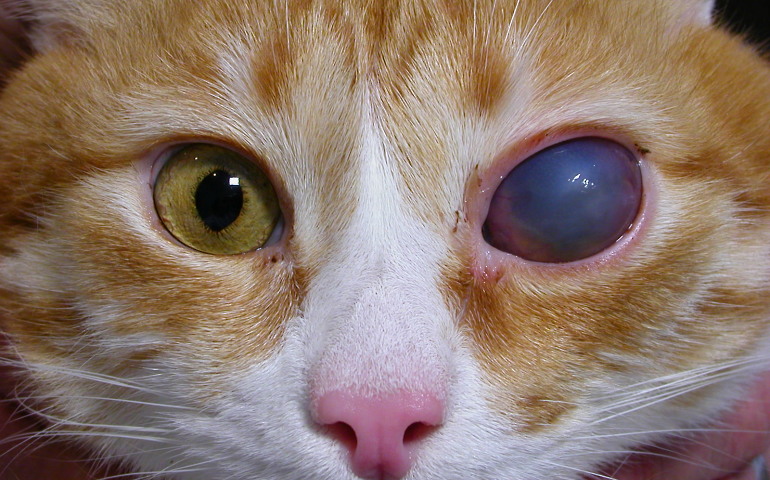 Глаукома у кошки: причины, симптомы, диагностика, лечение и прогноз | блог ветклиники "беланта"