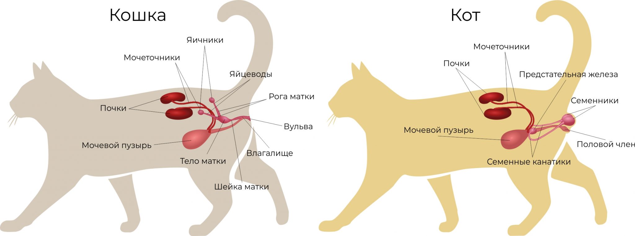 Кошка стала часто чихать: причины и опасные симптомы
