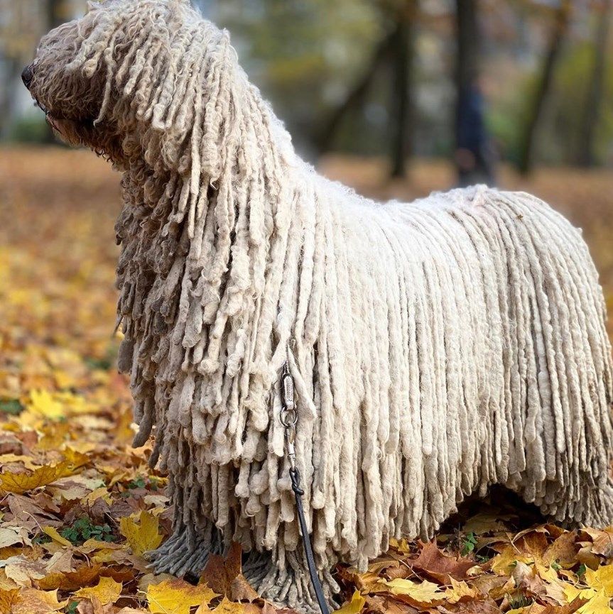 Как называются собаки с дредами: описание пород с необычным типом шерсти