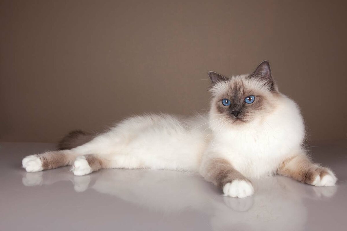 Бирманская кошка (священная бирма): фото, опсиание бирманской кошки, окрасы, характер, правила ухода и содержания | for-pet