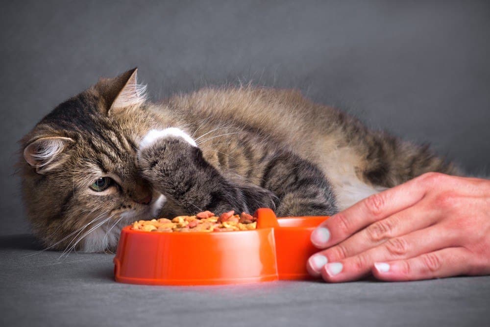 Причины закапывания еды с миской у котов: после того как поел и другие примеры