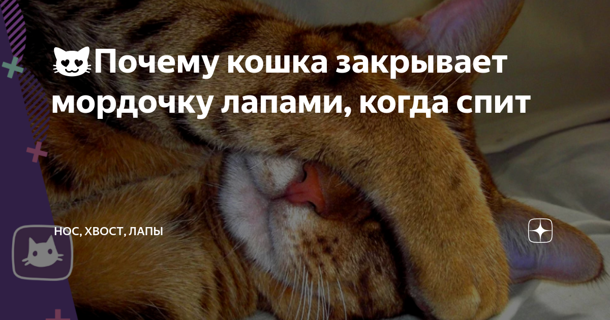 Зачем кошки закрывают морду лапкой во время сна? - gafki.ru