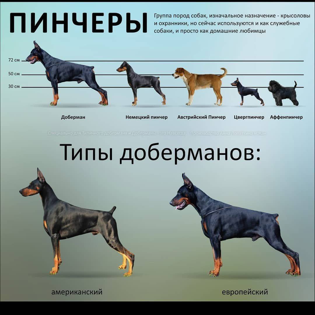 Немецкий пинчер — описание и хакартеристика породы, фото | все о собаках