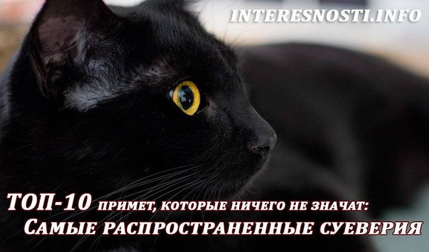 Приметы о черных кошках: топ-10 популярных примет со всего мира