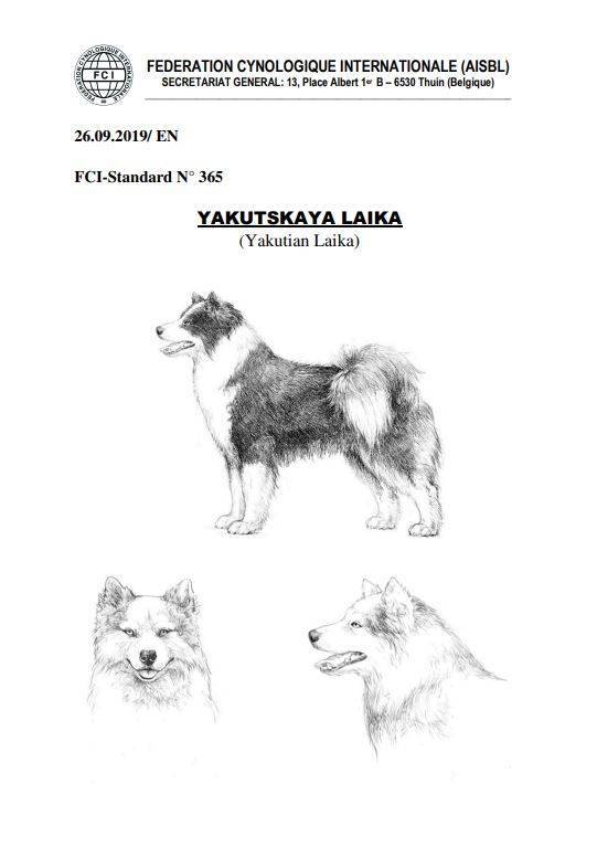 Якутская лайка: описание породы, характер, содержание, уход, фото