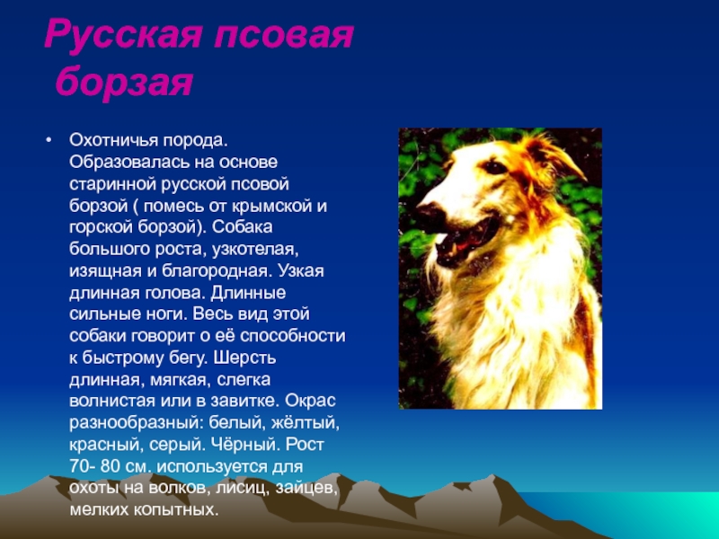 Русская гончая порода: описание, характер, фото | все о собаках