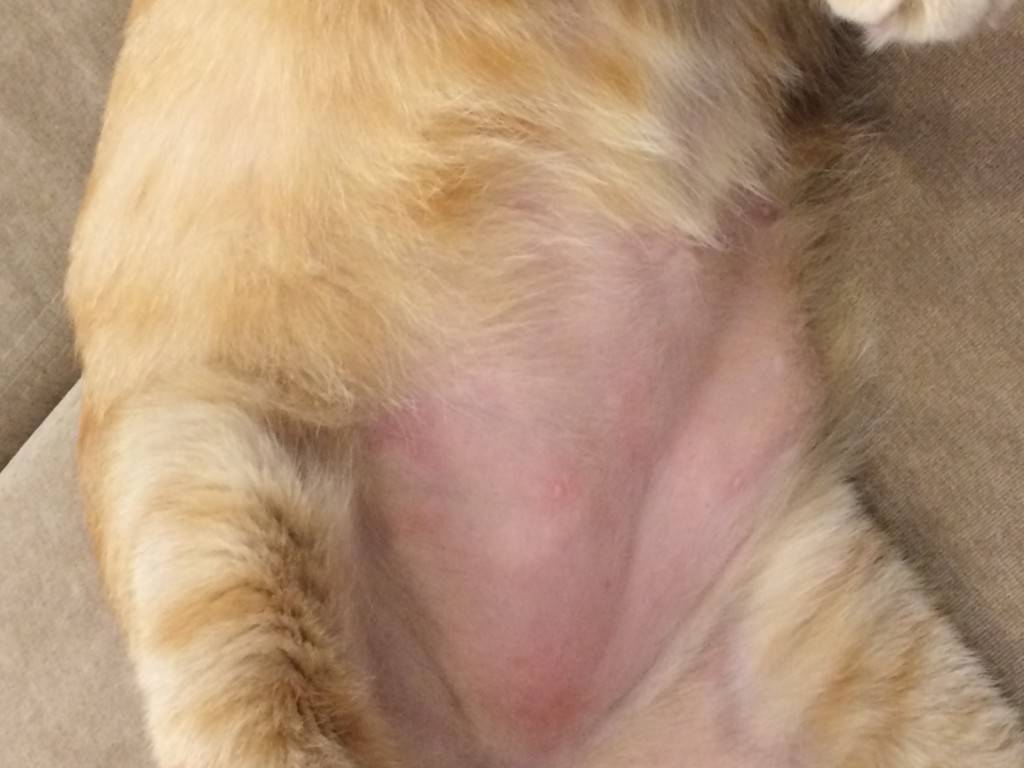 Розовые выделения у кошки – причины и лечение болезни