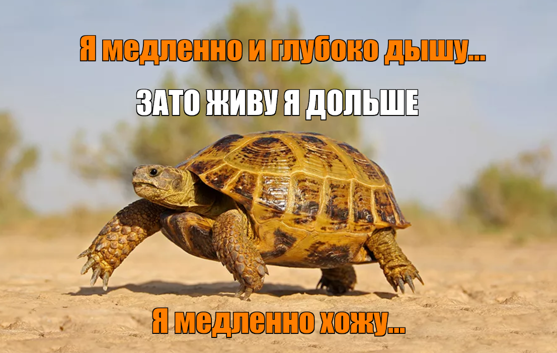 Как дышат красноухие черепахи под водой - зоо мир