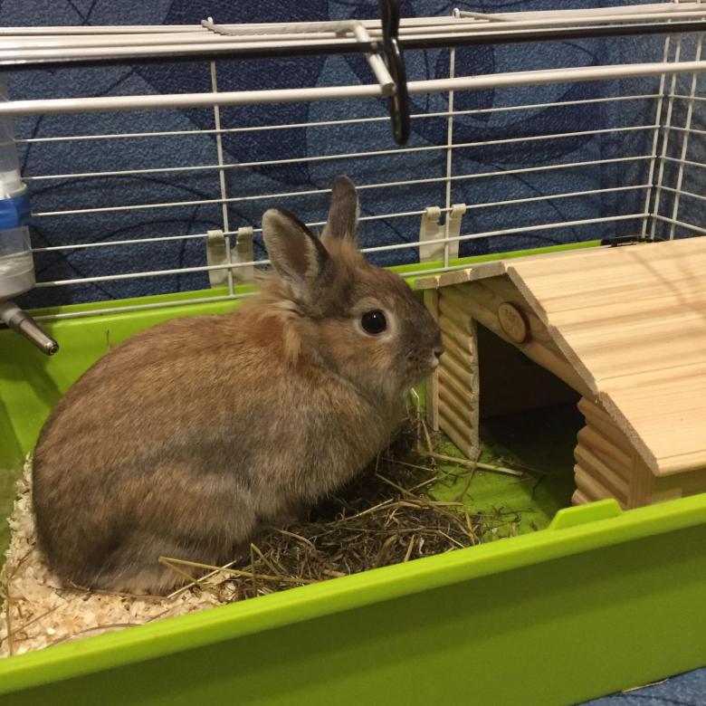 Сколько стоит маленький декоративный кролик