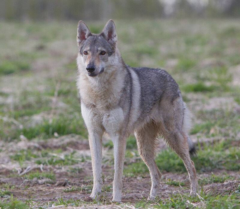 Волчья собака сарлоса (сарлос, сарлосская волчья собака) / saarlooswolfhond (saarloos wolfdog)