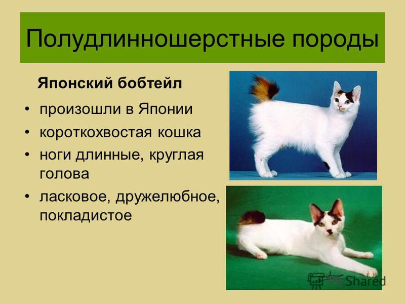 Анатолийская кошка: описание породы, фото, видео