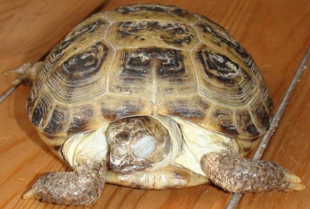 Красноухая черепаха: описание, где обитает, чем питается