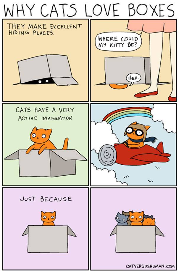 Почему кошки так любят коробки? | блог ветклиники "беланта"