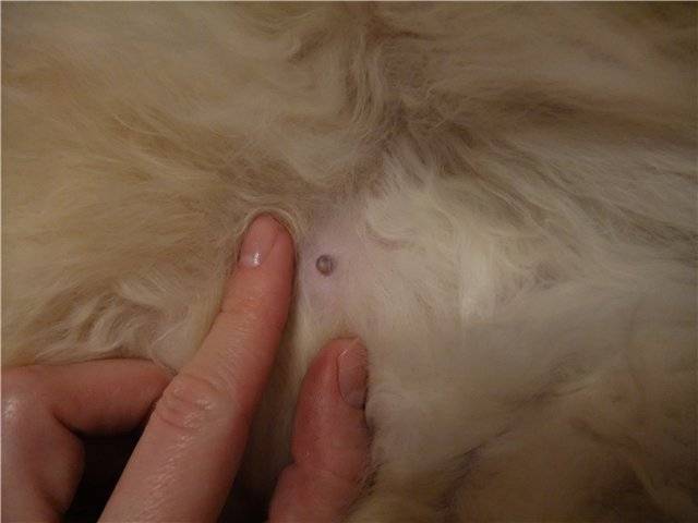 Опухоль молочной железы у кошки