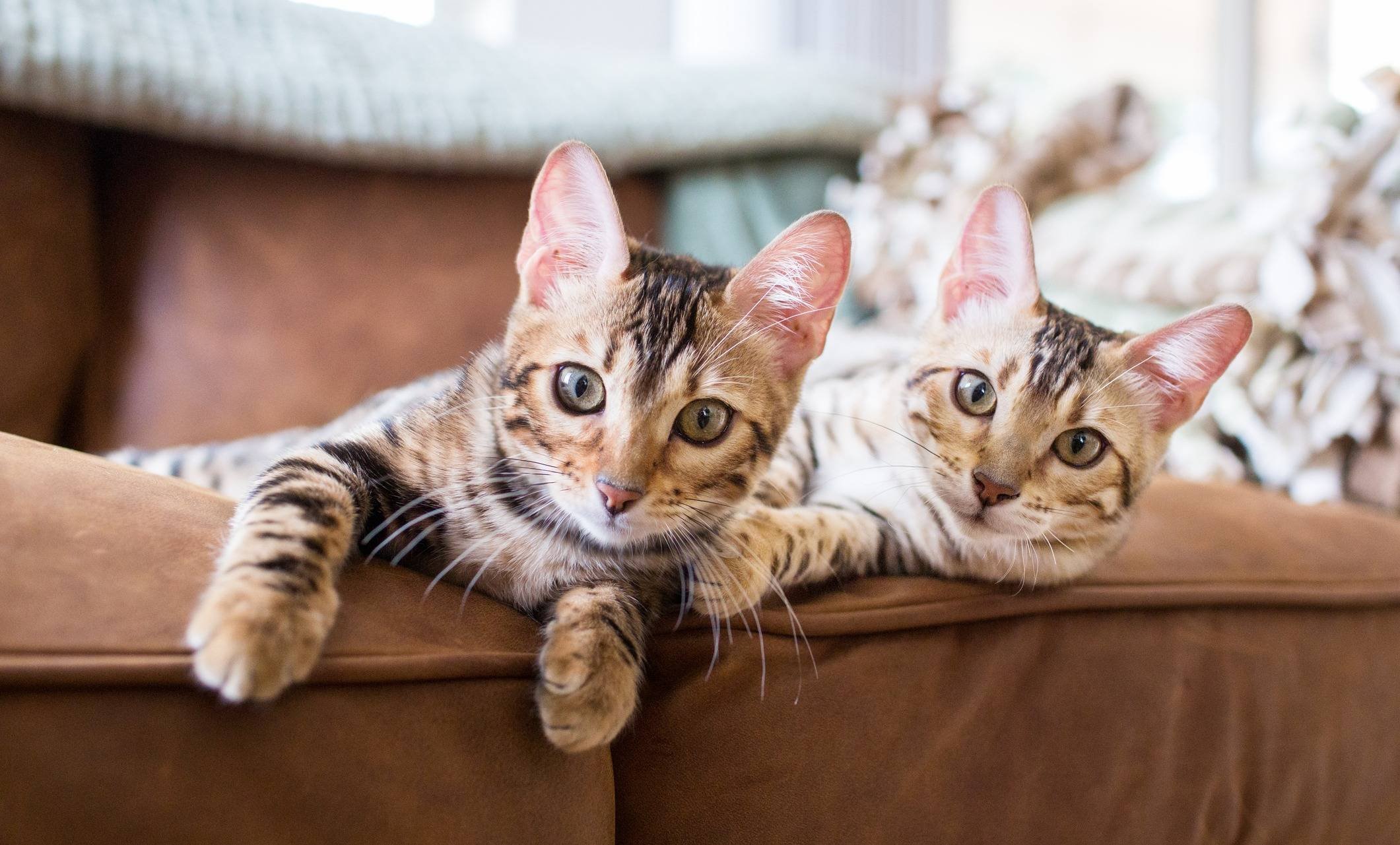 Самые спокойные кошки для квартиры. Популярные породы кошек. Добрые породы кошек. Самые добрые кошки. 10 лучших кошек