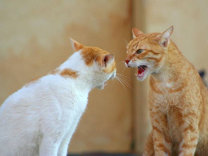 Рыжий кот дерется. Коты шипят друг на друга. Котики ругаются. Два кота дерутся. Как подружить кошек между собой