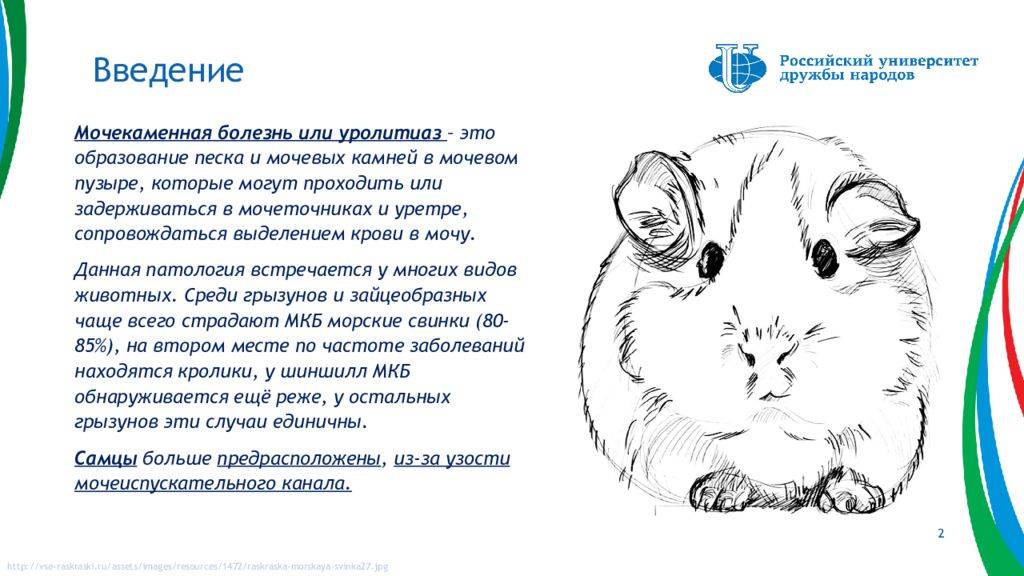 15 болезней морских свинок: причины, симптомы и лечение, чем можно заразиться