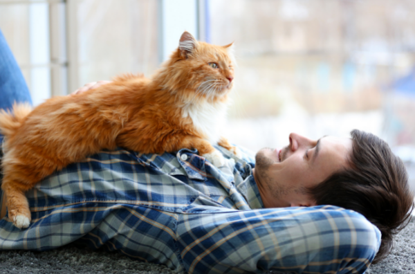 9 признаков того, что ваша кошка вас обожает